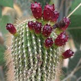 AperiaTotam Trem AperiaTotam Trem